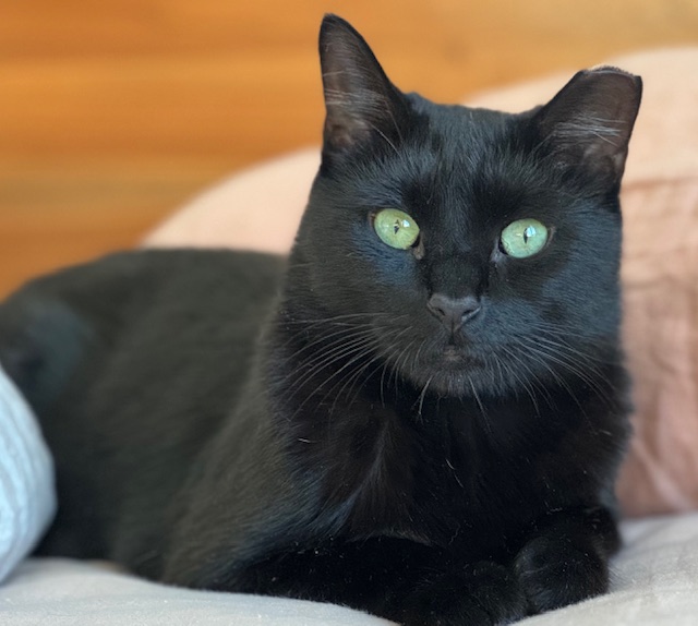 CARINO N. - BEAUTIFUL SWEET BOY, a Adoptable Domestic Short Hair in New York, NY image 1/6