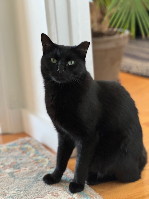 CARINO N. - BEAUTIFUL SWEET BOY, a Adoptable Domestic Short Hair in New York, NY image 2/6