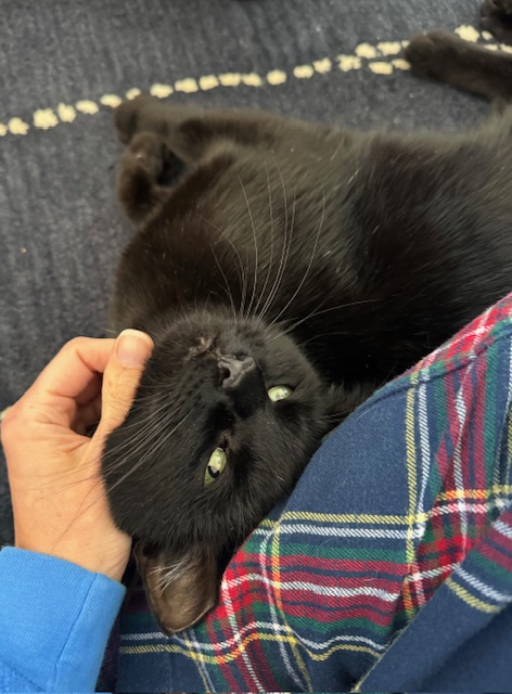 CARINO N. - BEAUTIFUL SWEET BOY, a Adoptable Domestic Short Hair in New York, NY image 4/6