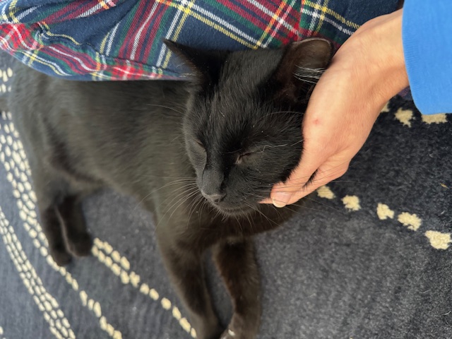 CARINO N. - BEAUTIFUL SWEET BOY, a Adoptable Domestic Short Hair in New York, NY image 6/6