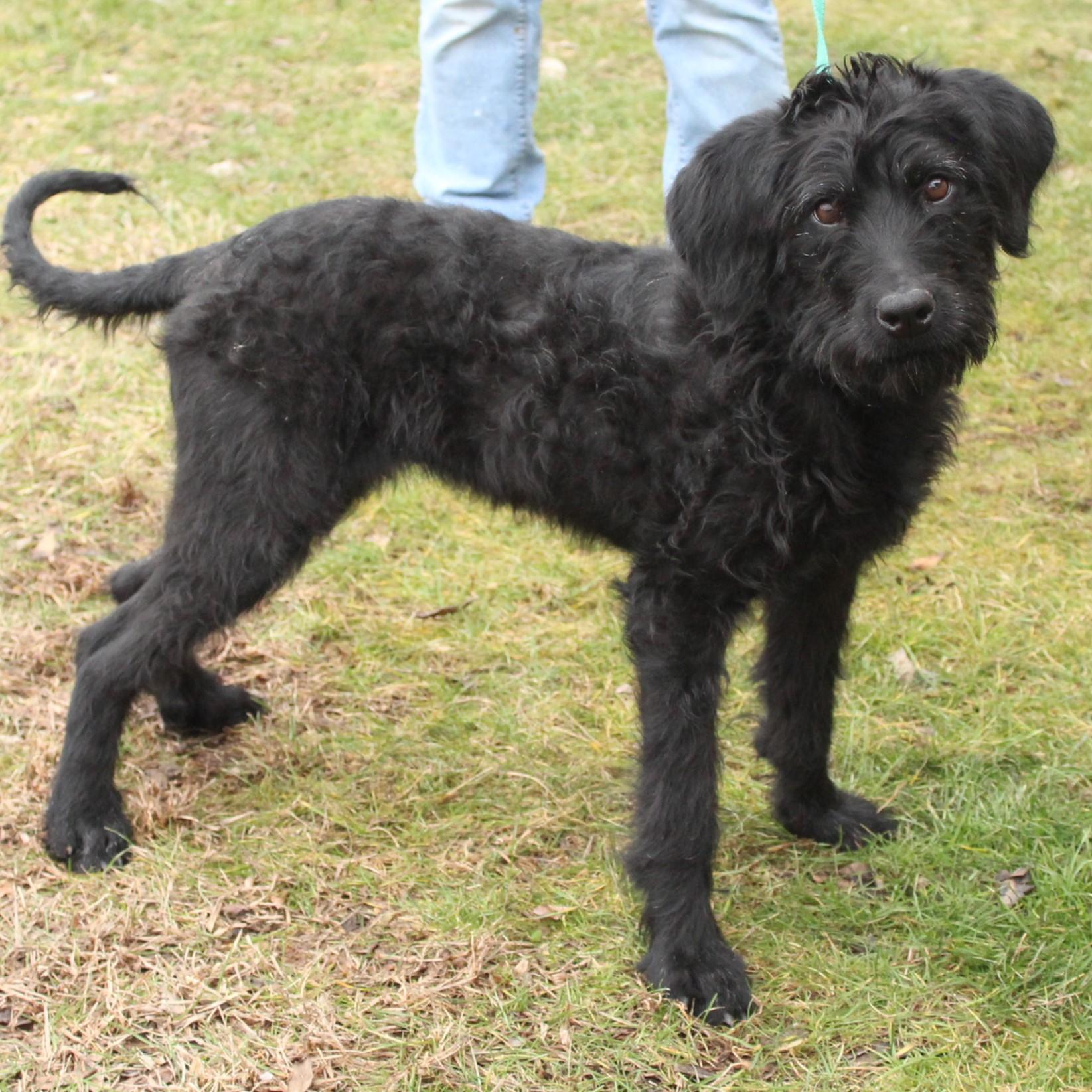 Maizie, an adopted mixed breed in Eaton, OH image 2/6