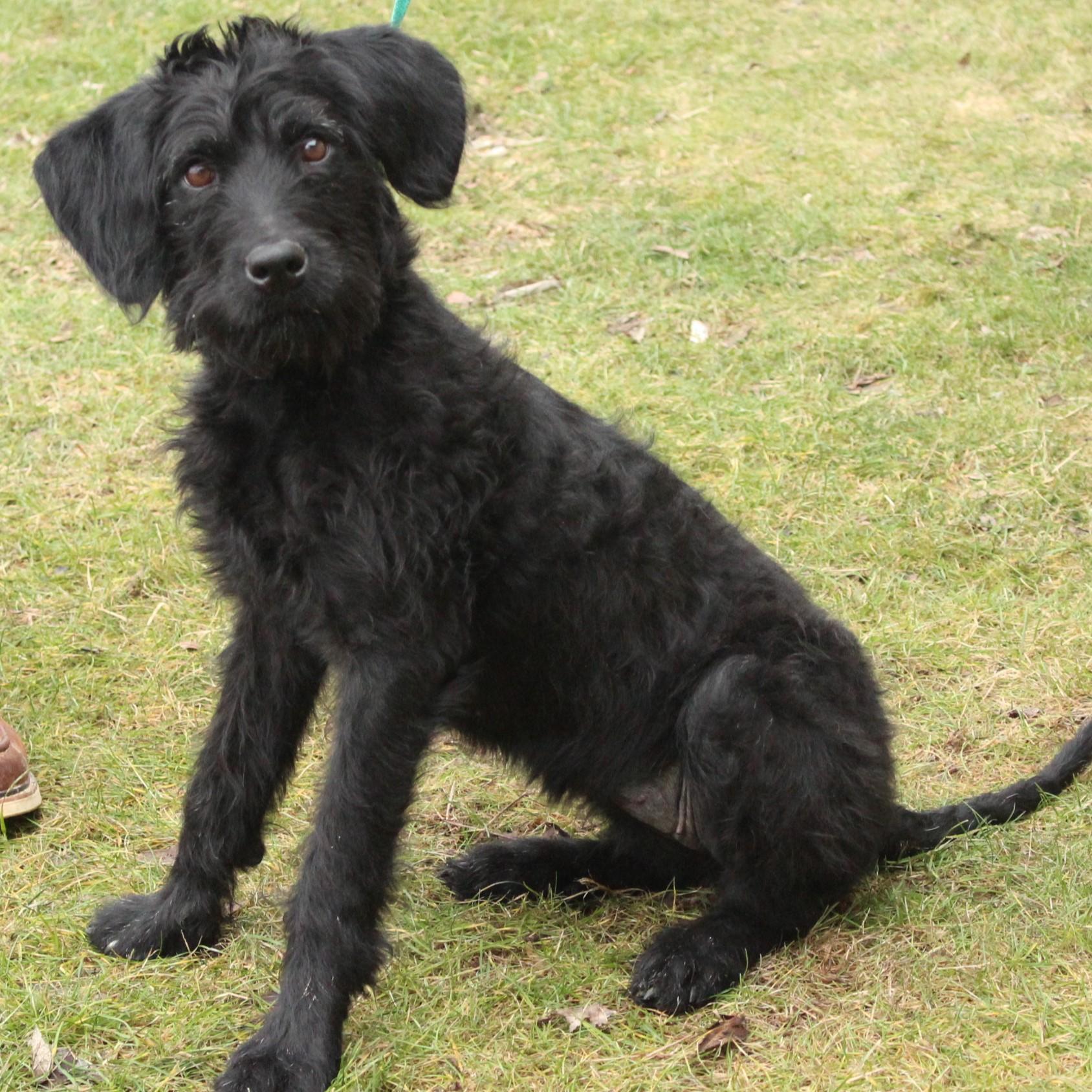 Maizie, an adopted mixed breed in Eaton, OH image 4/6