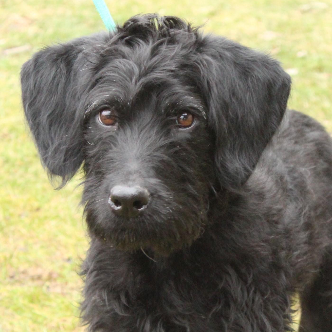 Maizie, adopted, Young Female Poodle.