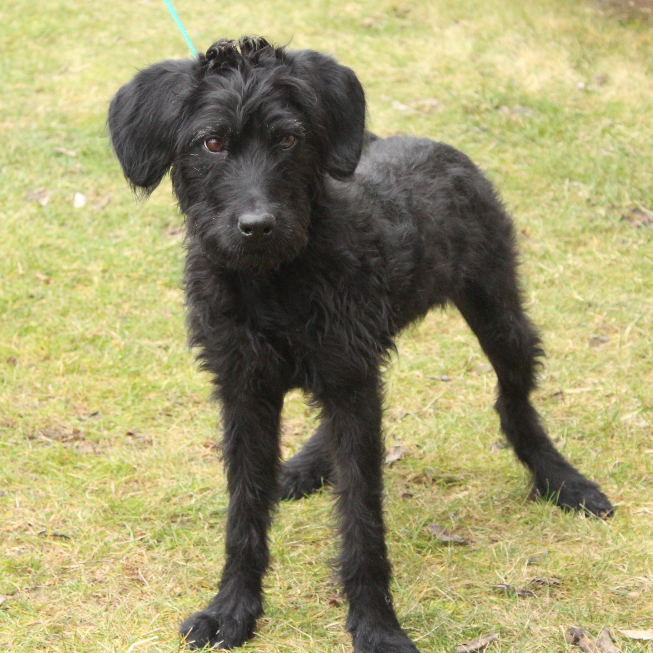 Maizie, an adopted mixed breed in Eaton, OH image 3/6