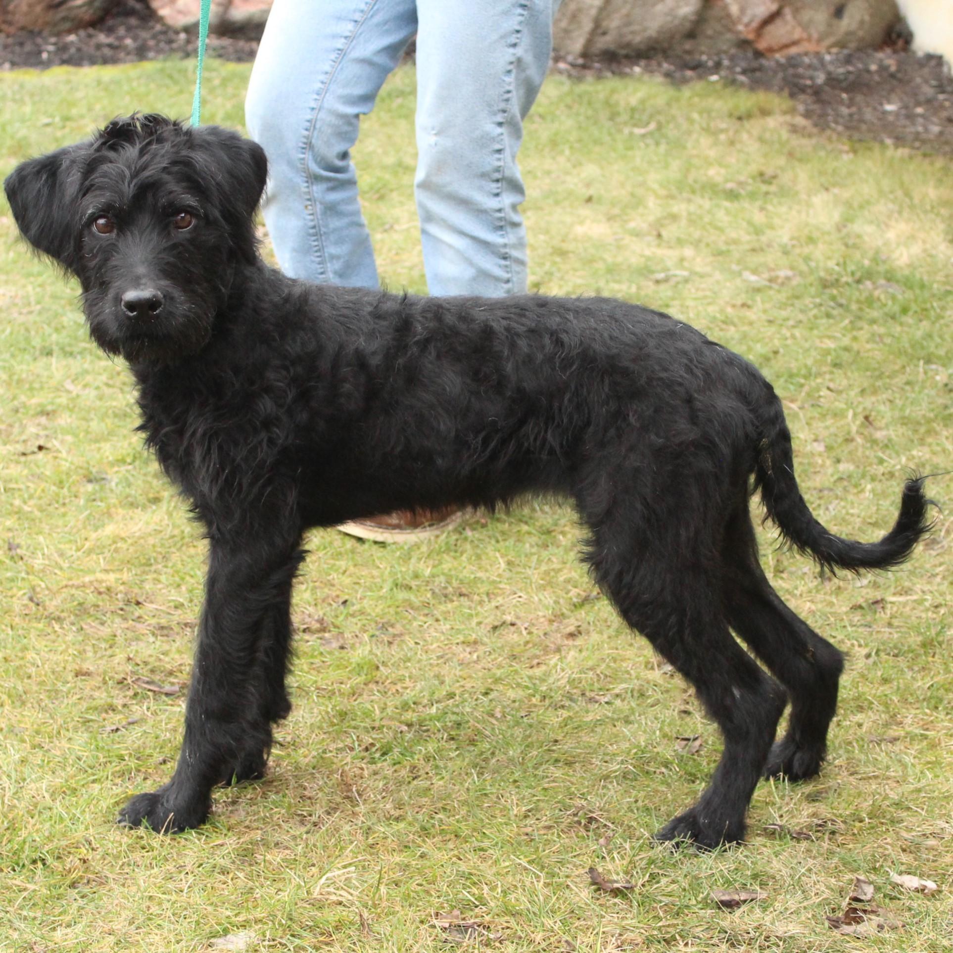 Maizie, an adopted mixed breed in Eaton, OH image 5/6