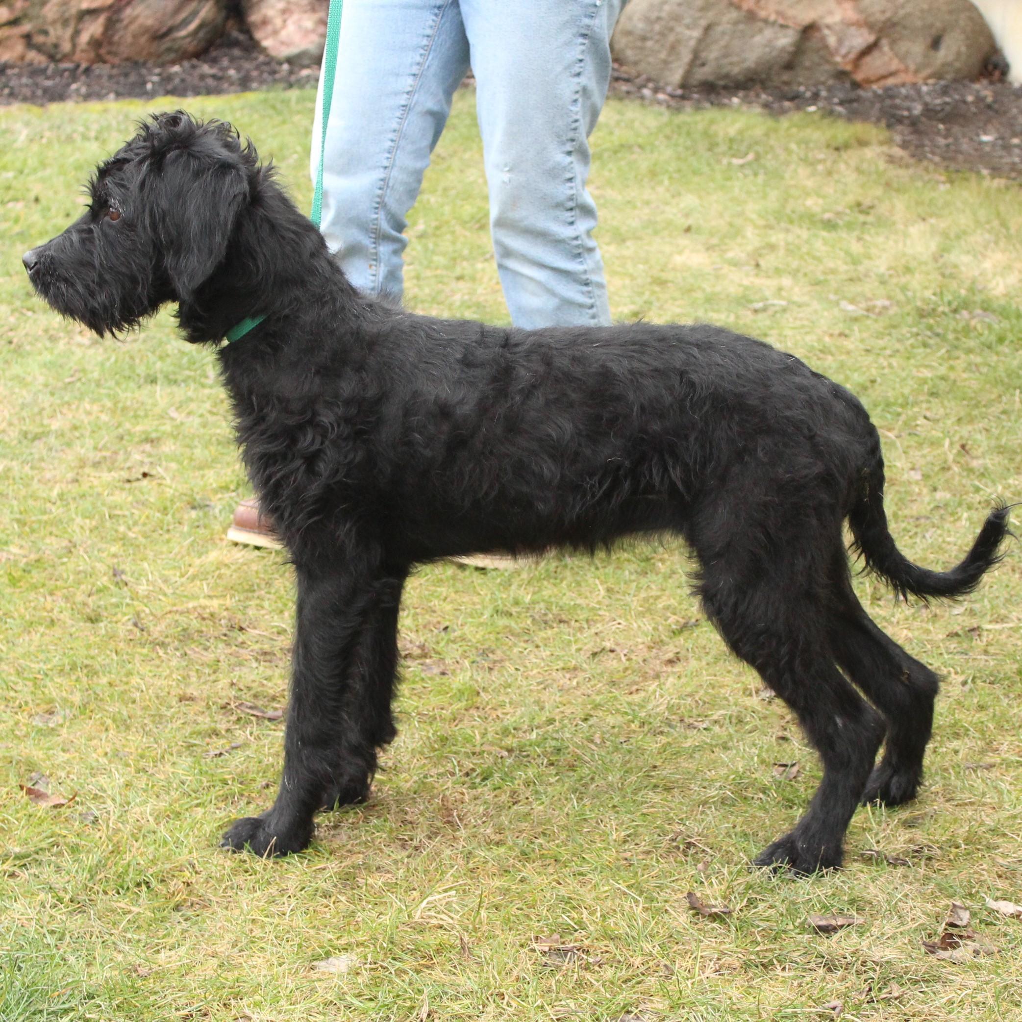 Maizie, an adopted mixed breed in Eaton, OH image 6/6