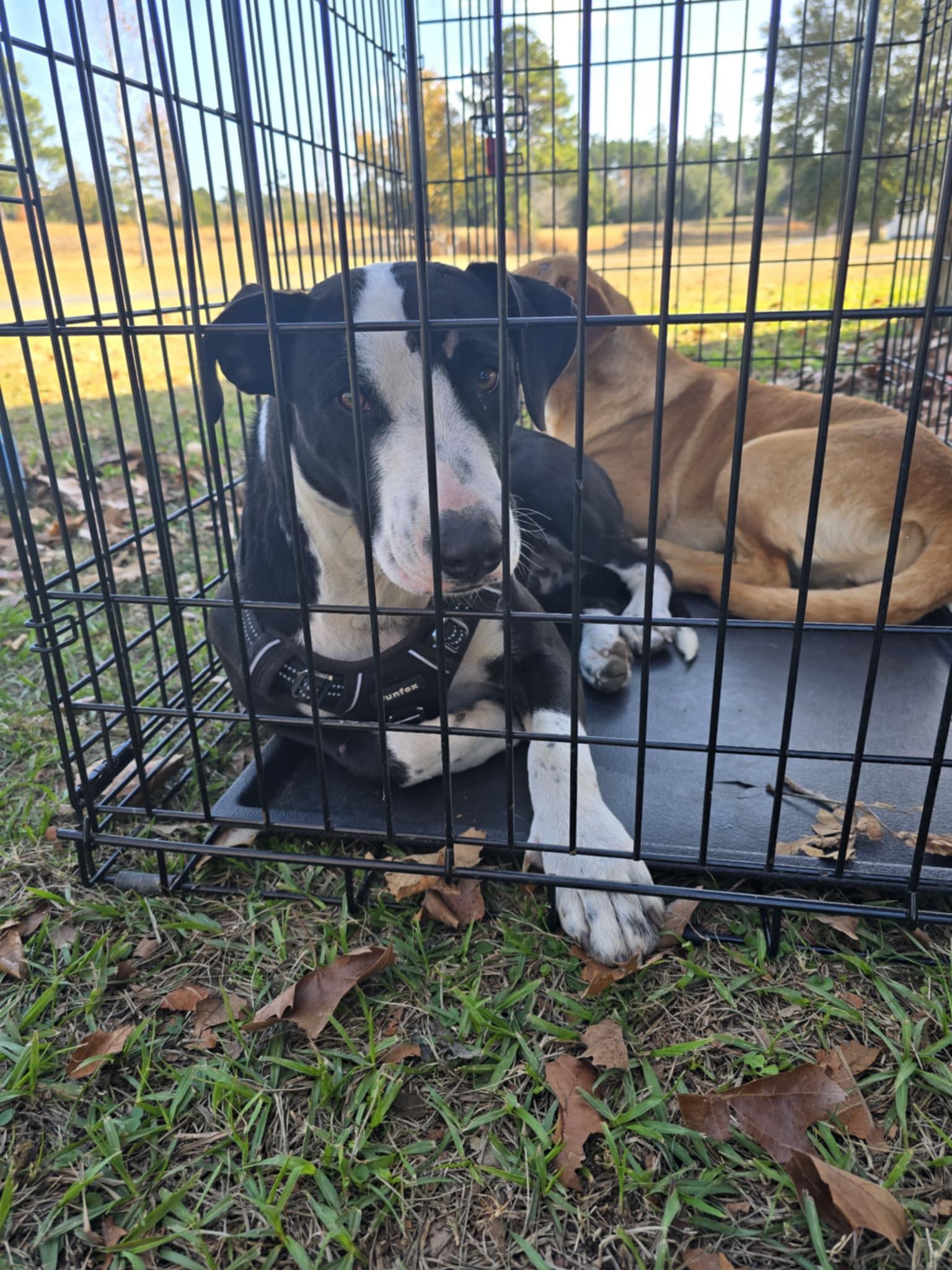 Enlarge Timber, a Adoptable mixed breed in Grand ridge, FL image 3/3