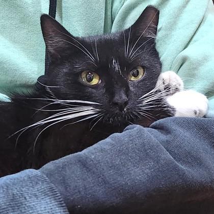 Eve, Adoptable, Adult Female Domestic Short Hair & Domestic Short Hair.