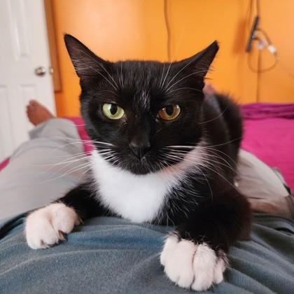 Enlarge Eve, a Adoptable mixed breed in Washington, DC image 2/3