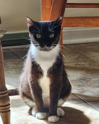 Enlarge Eve, a Adoptable mixed breed in Washington, DC image 3/3