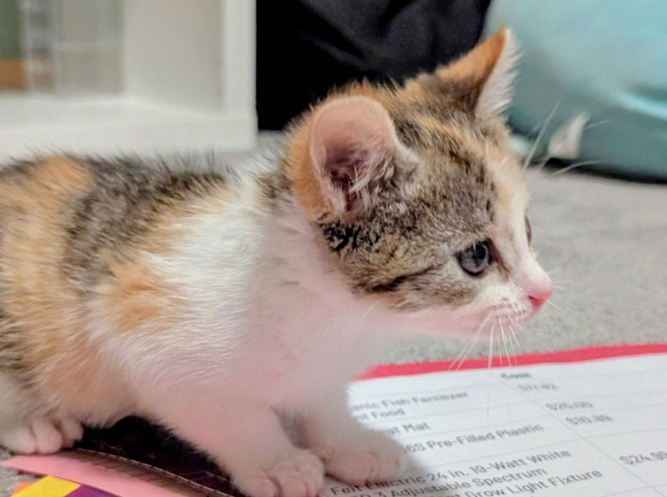 Grace C4753, Adoptable, Young Female Domestic Short Hair.