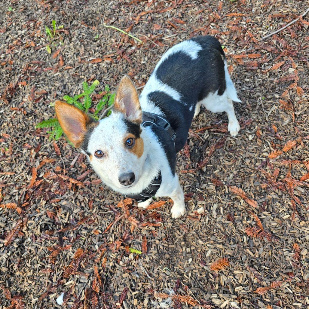 Thor, a Adoptable Mixed Breed in Fort Bragg, CA image 1/6