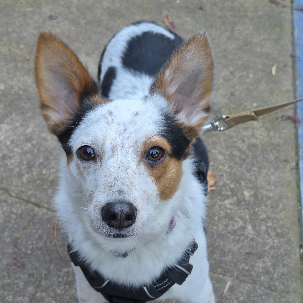 Thor, a Adoptable Mixed Breed in Fort Bragg, CA image 2/6