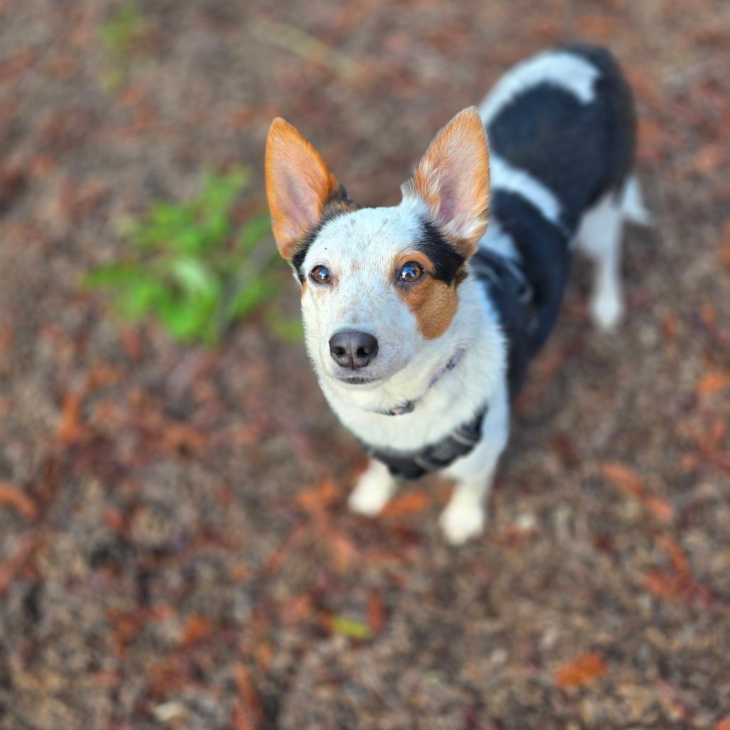 Thor, a Adoptable Mixed Breed in Fort Bragg, CA image 3/6