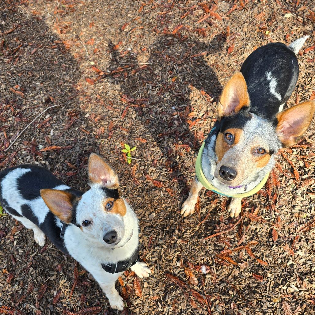 Thor, a Adoptable Mixed Breed in Fort Bragg, CA image 4/6