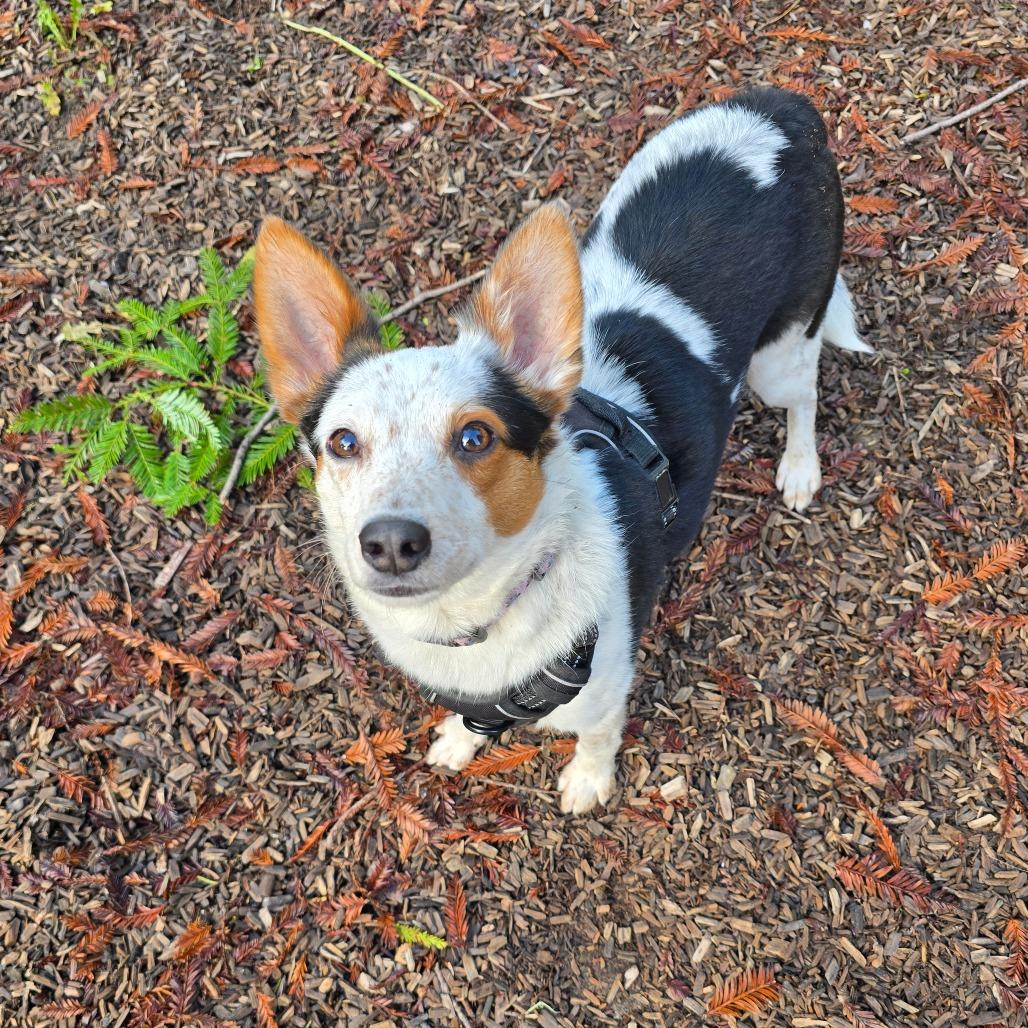 Thor, a Adoptable Mixed Breed in Fort Bragg, CA image 5/6