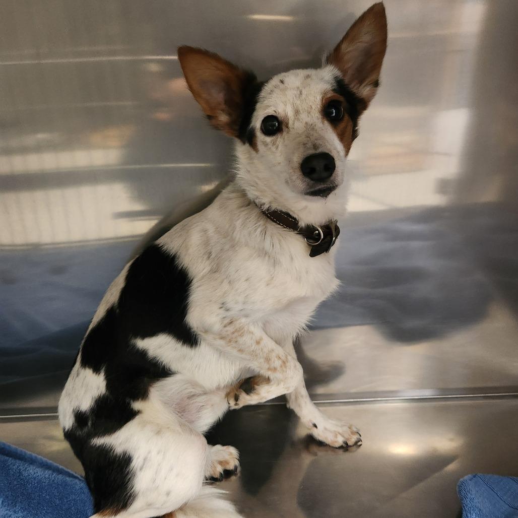 Thor, a Adoptable Mixed Breed in Fort Bragg, CA image 6/6