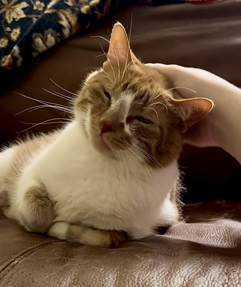 Enlarge Simba (bonded with Stormy), a Adoptable Domestic Short Hair in Springdale, PA image 1/6