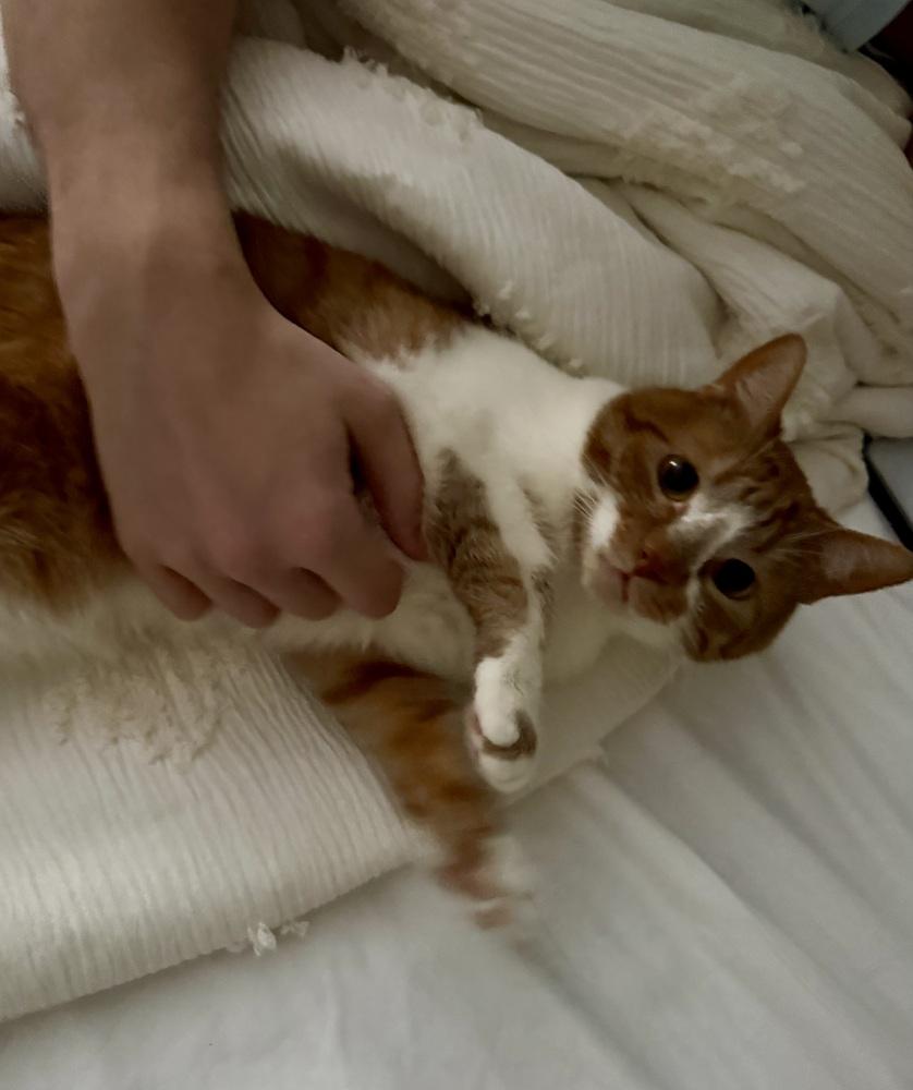 Enlarge Simba (bonded with Stormy), a Adoptable Domestic Short Hair in Springdale, PA image 2/6