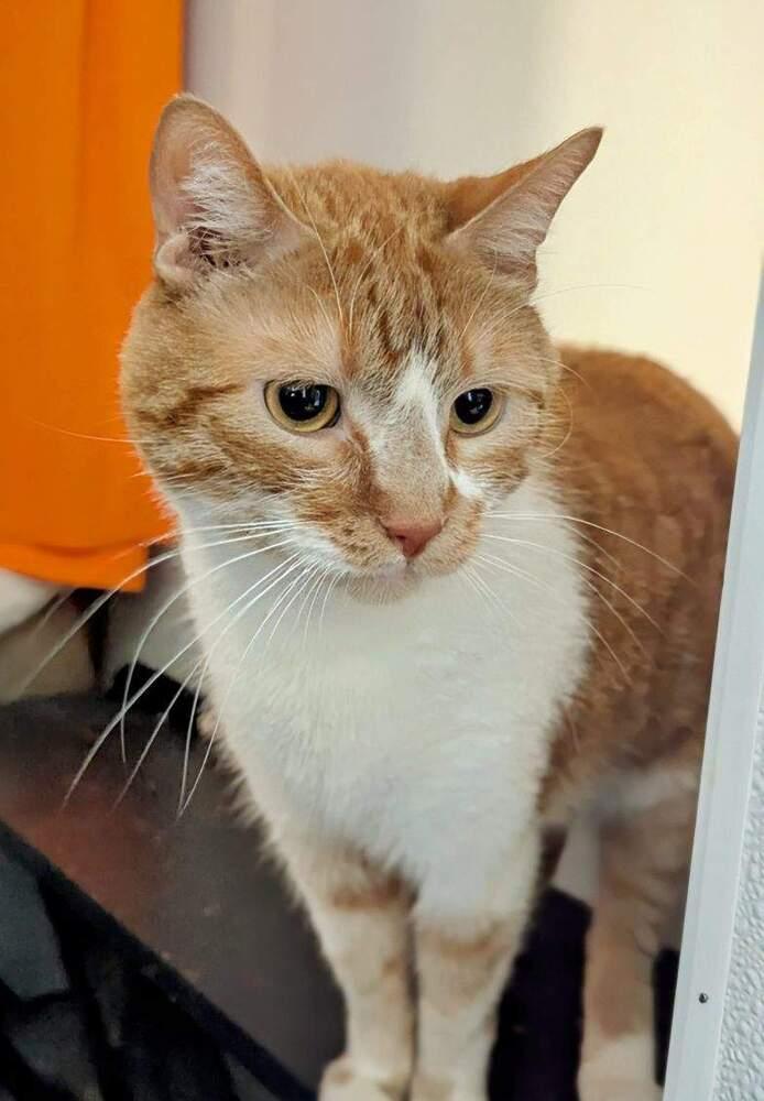 Enlarge Simba (bonded with Stormy), a Adoptable Domestic Short Hair in Springdale, PA image 1/4