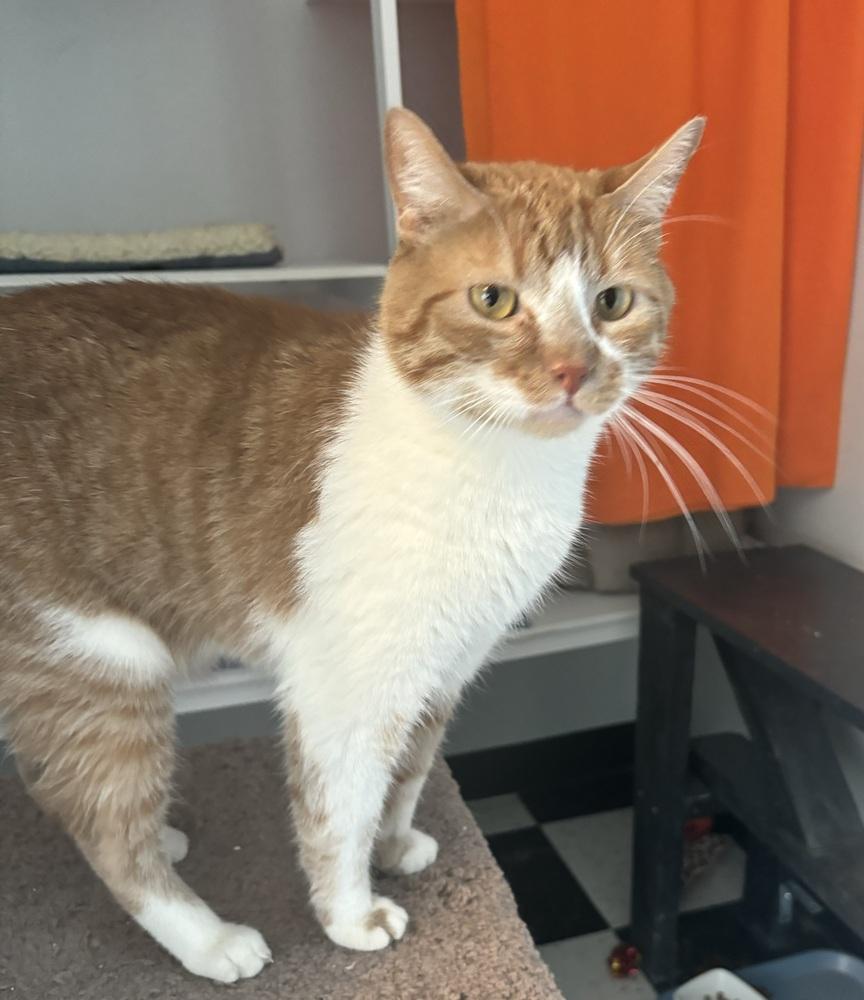 Enlarge Simba (bonded with Stormy), a Adoptable Domestic Short Hair in Springdale, PA image 3/4