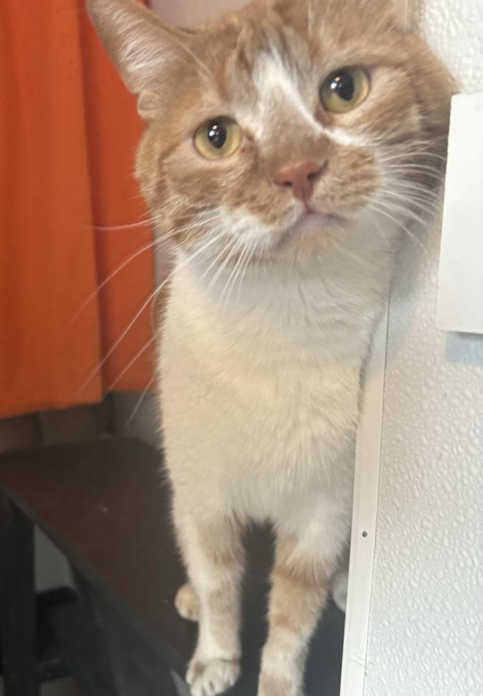 Enlarge Simba (bonded with Stormy), a Adoptable Domestic Short Hair in Springdale, PA image 4/4