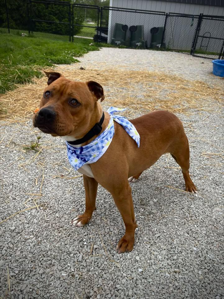 Enlarge Shay Shay, an adoptable Staffordshire Bull Terrier in Greensburg, IN image 1/1