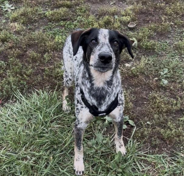 Hank, Adoptable, Young Male Australian Cattle Dog / Blue Heeler & Bluetick Coonhound.