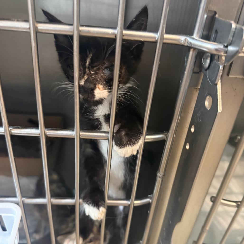 Eeny, Adoptable, Kitten Female Domestic Short Hair.