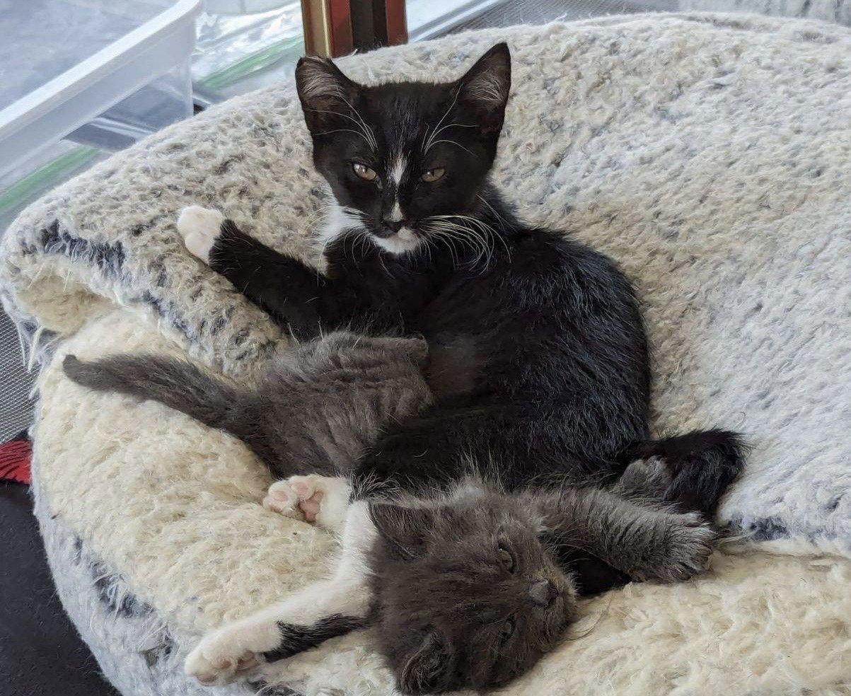 Enlarge Mamba, a Adoptable Domestic Short Hair in San Jose, CA image 1/3