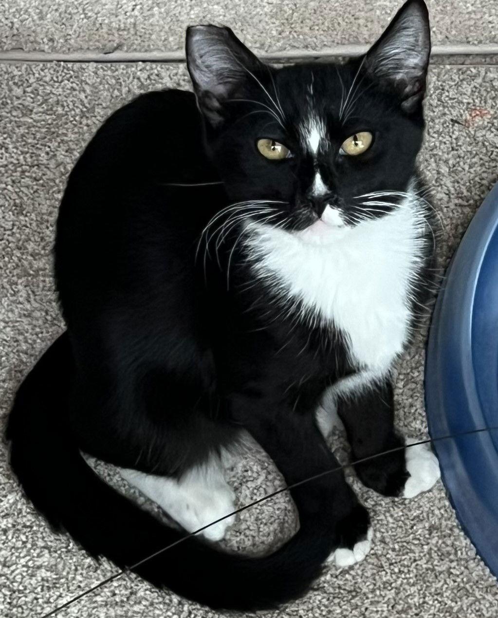 Enlarge Mamba, a Adoptable Domestic Short Hair in San Jose, CA image 2/3