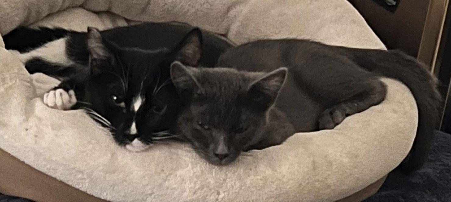 Enlarge Mamba, a Adoptable Domestic Short Hair in San Jose, CA image 3/3