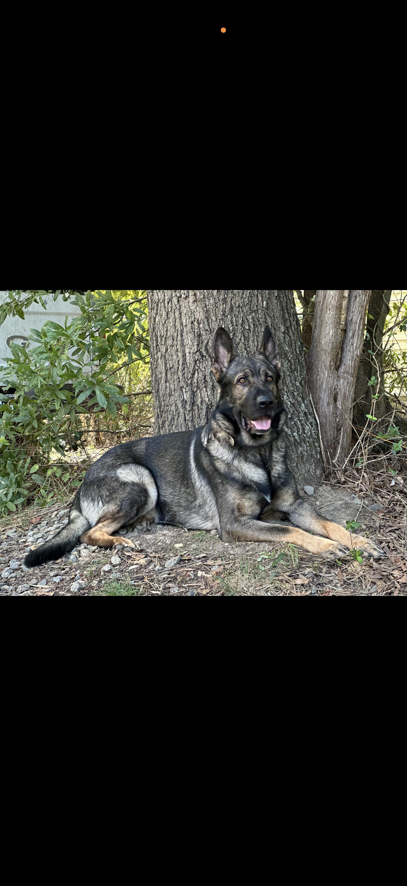 Floki, a ADOPTABLE German Shepherd Dog in Oviedo, FL image 4/5