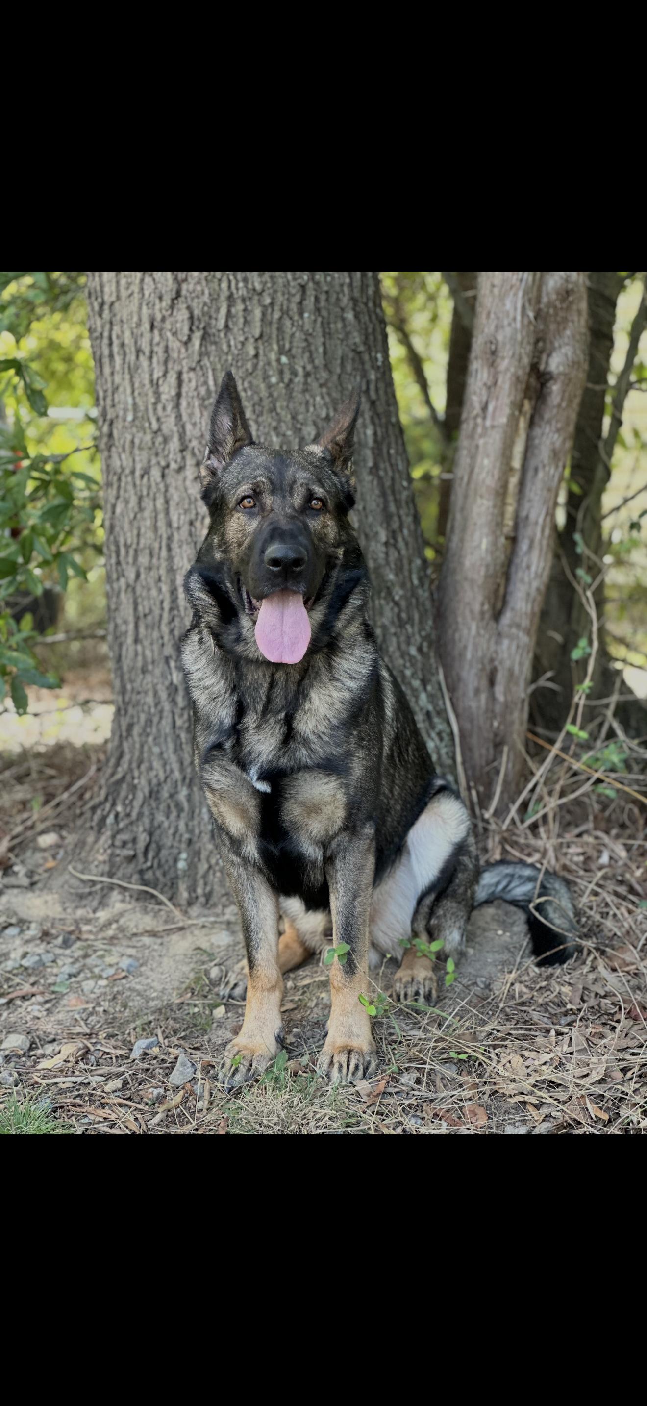 Floki, a ADOPTABLE German Shepherd Dog in Oviedo, FL image 3/5