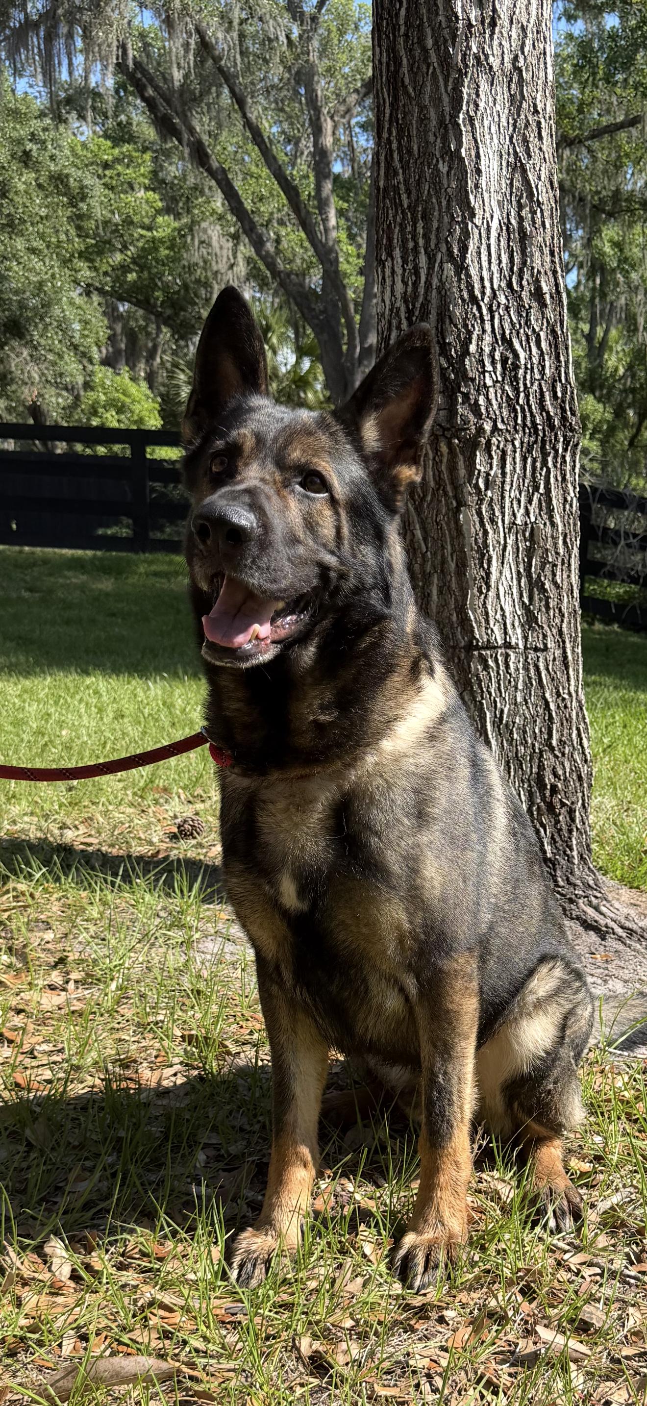 Floki, a ADOPTABLE German Shepherd Dog in Oviedo, FL image 2/5