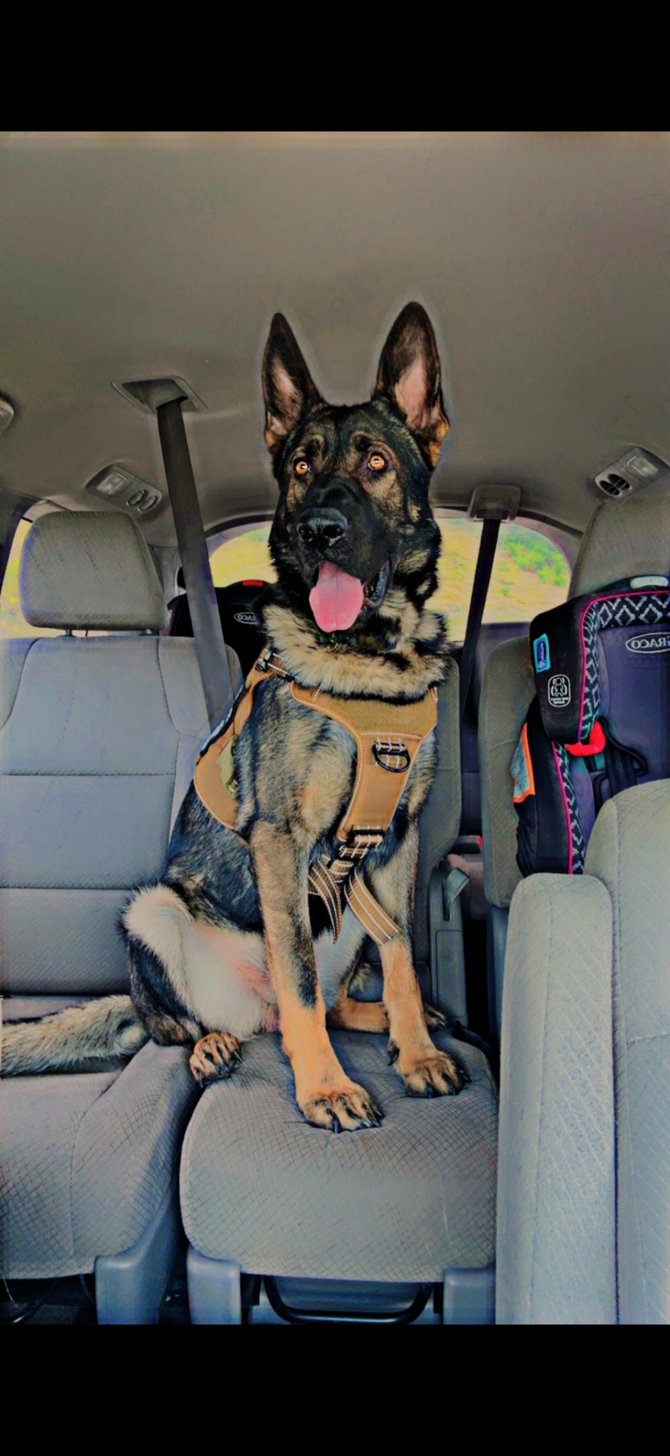 Floki, a ADOPTABLE German Shepherd Dog in Oviedo, FL image 5/5