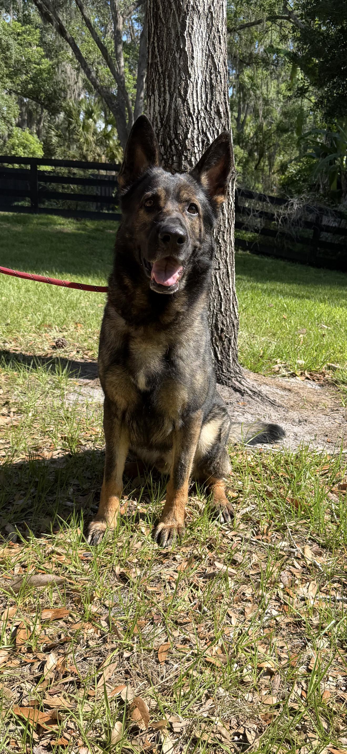 Floki, ADOPTABLE, Adult Male German Shepherd Dog.