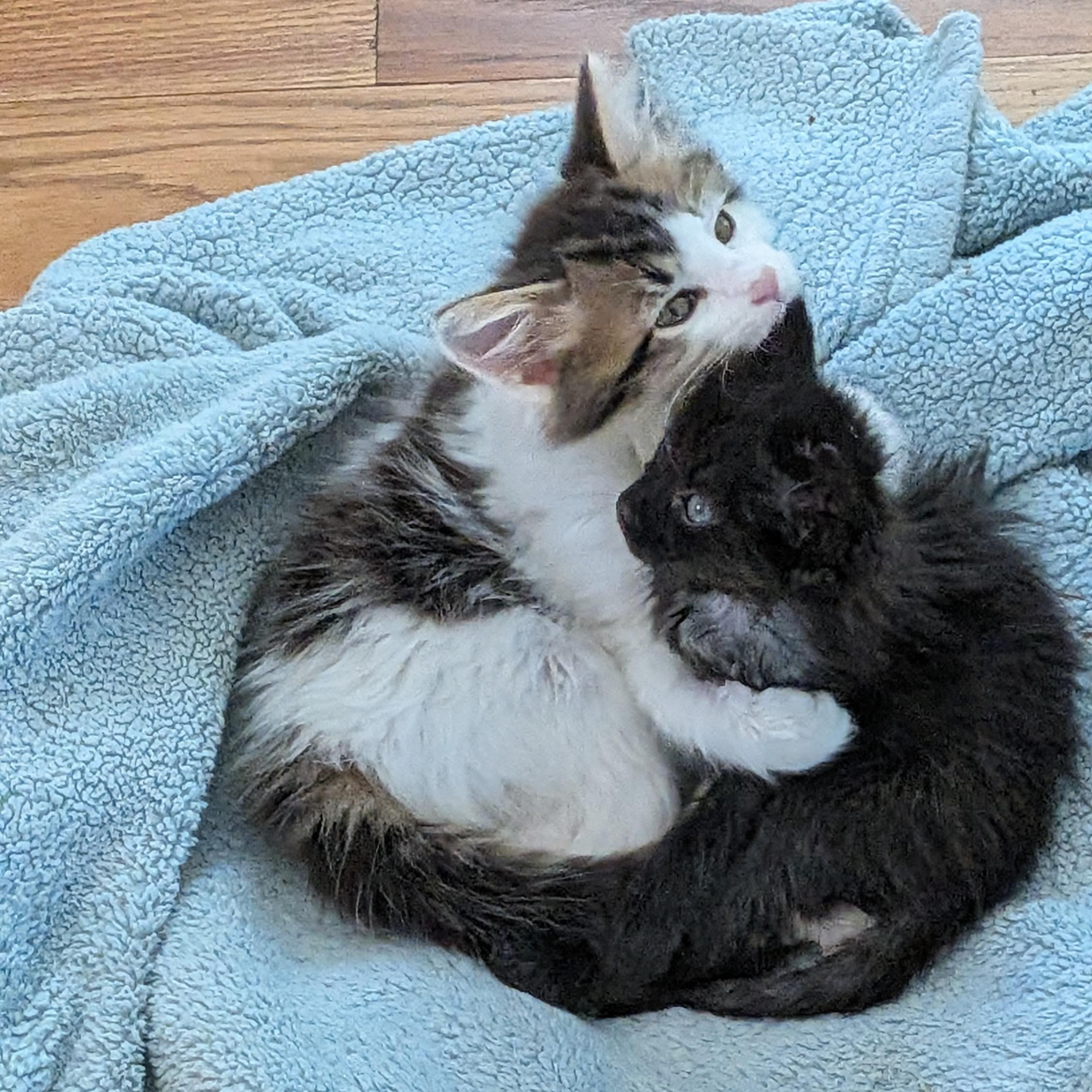 Baby Bear, a ADOPTABLE Domestic Long Hair in Wilmington, NC image 5/6