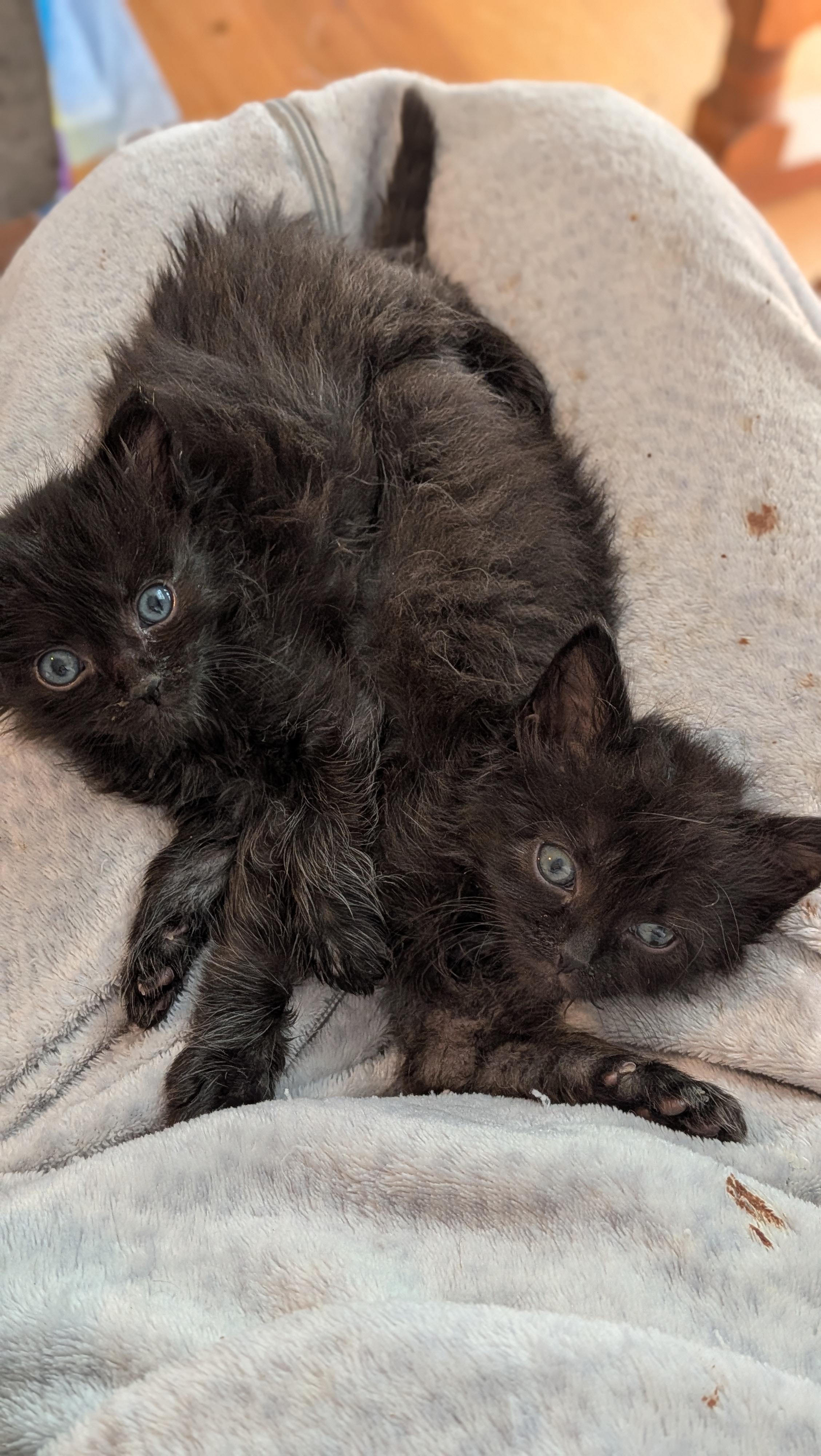 Baby Bear, a ADOPTABLE Domestic Long Hair in Wilmington, NC image 2/6