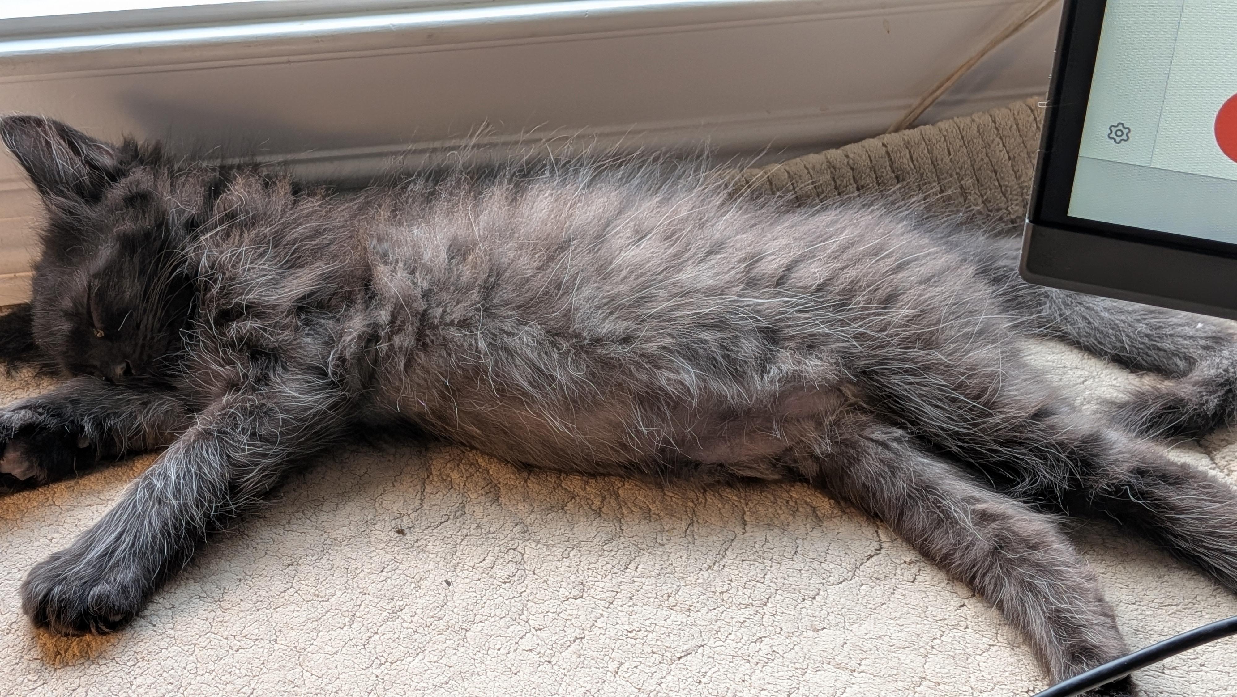 Baby Bear, a ADOPTABLE Domestic Long Hair in Wilmington, NC image 3/6