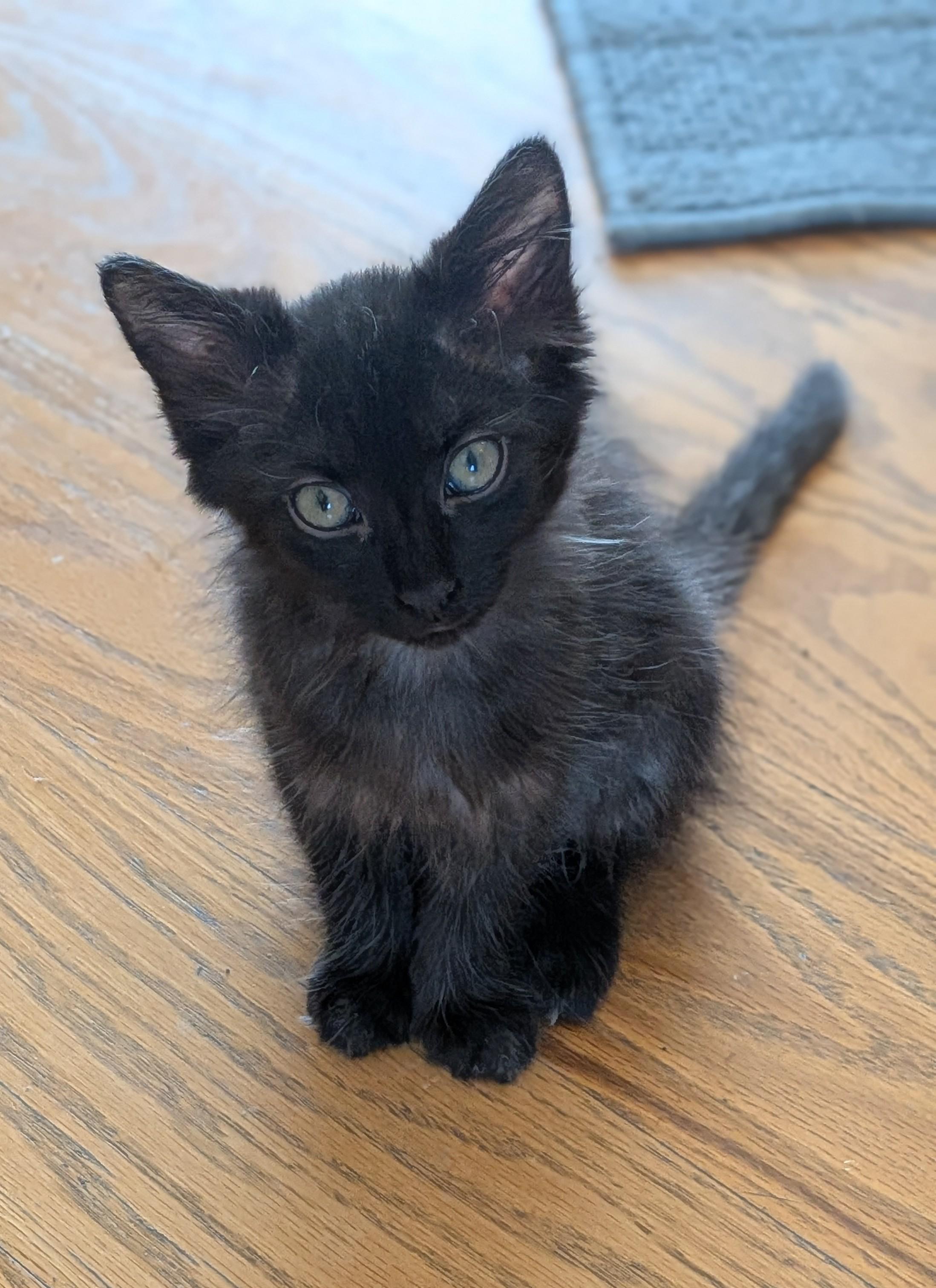 Baby Bear, ADOPTABLE, Kitten Female Domestic Long Hair.