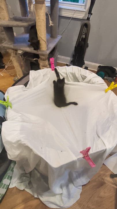 Enlarge Baby Bear, a ADOPTABLE Domestic Long Hair in Wilmington, NC video 6/6