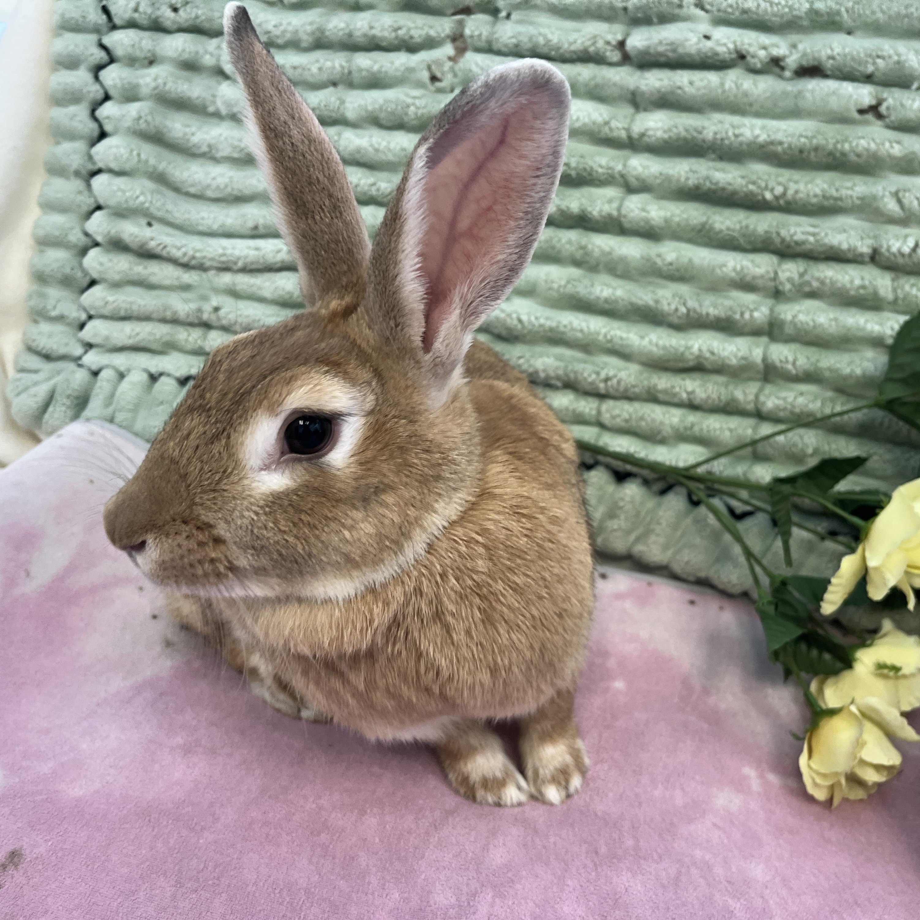 Ethel & Gertrude, a Adoptable mixed breed in Oakland, CA image 5/6