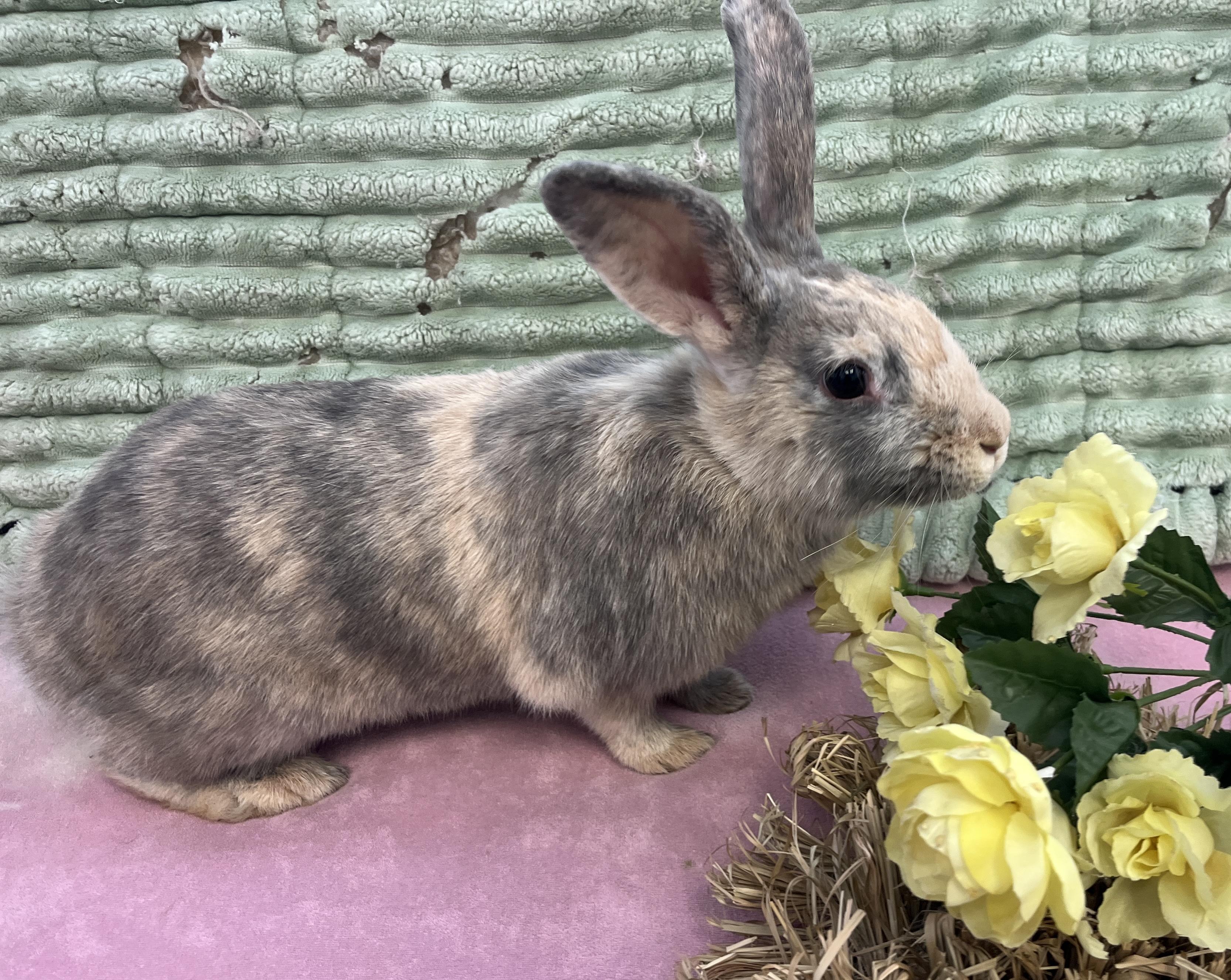 Ethel & Gertrude, a Adoptable mixed breed in Oakland, CA image 6/6