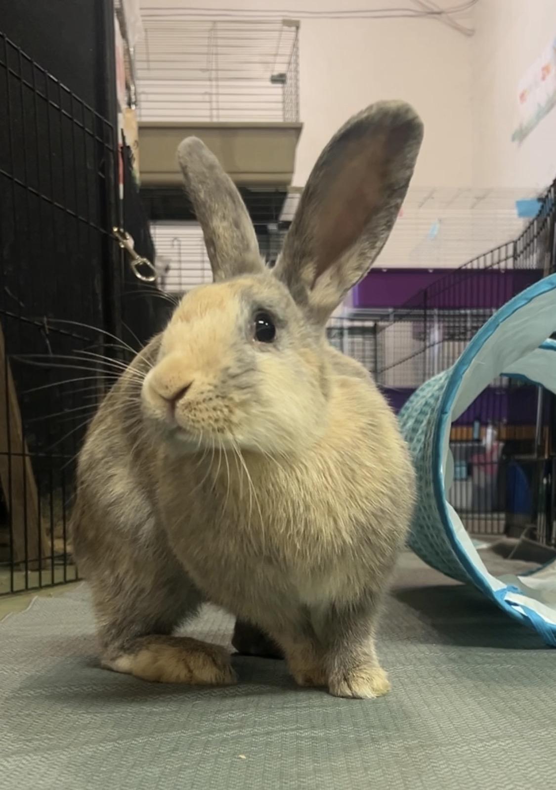 Enlarge Ethel & Gertrude, a Adoptable mixed breed in Oakland, CA image 6/6