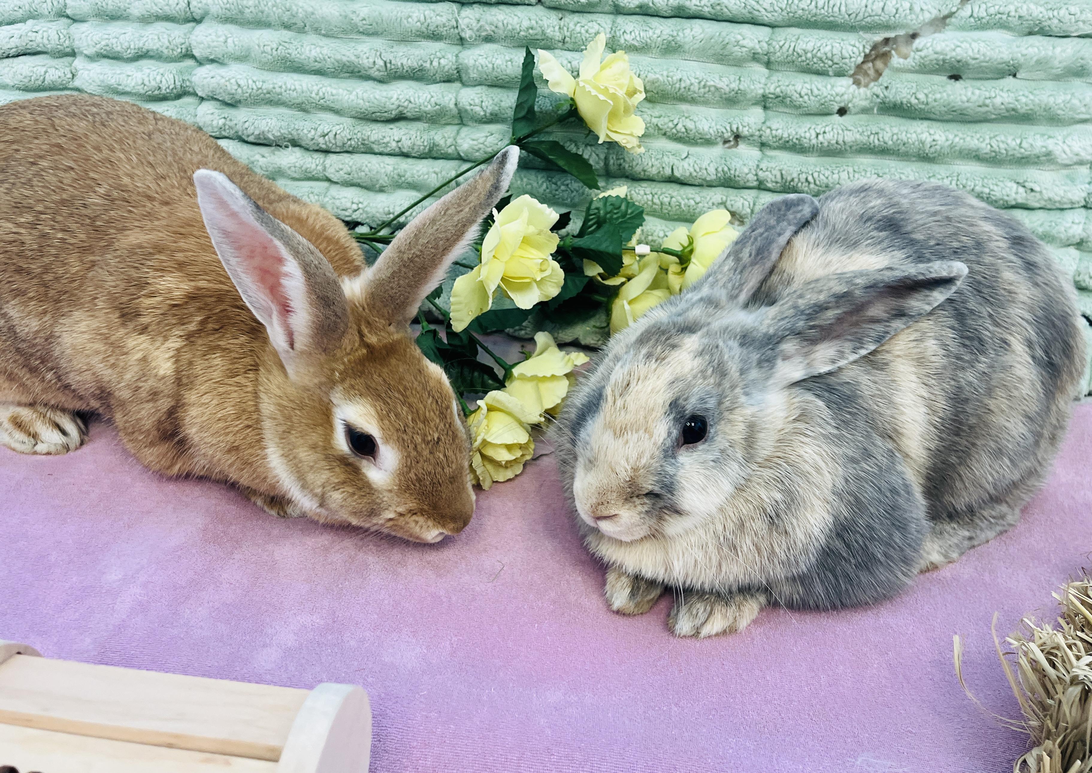 Ethel & Gertrude, Adoptable, Young Female American & Harlequin.