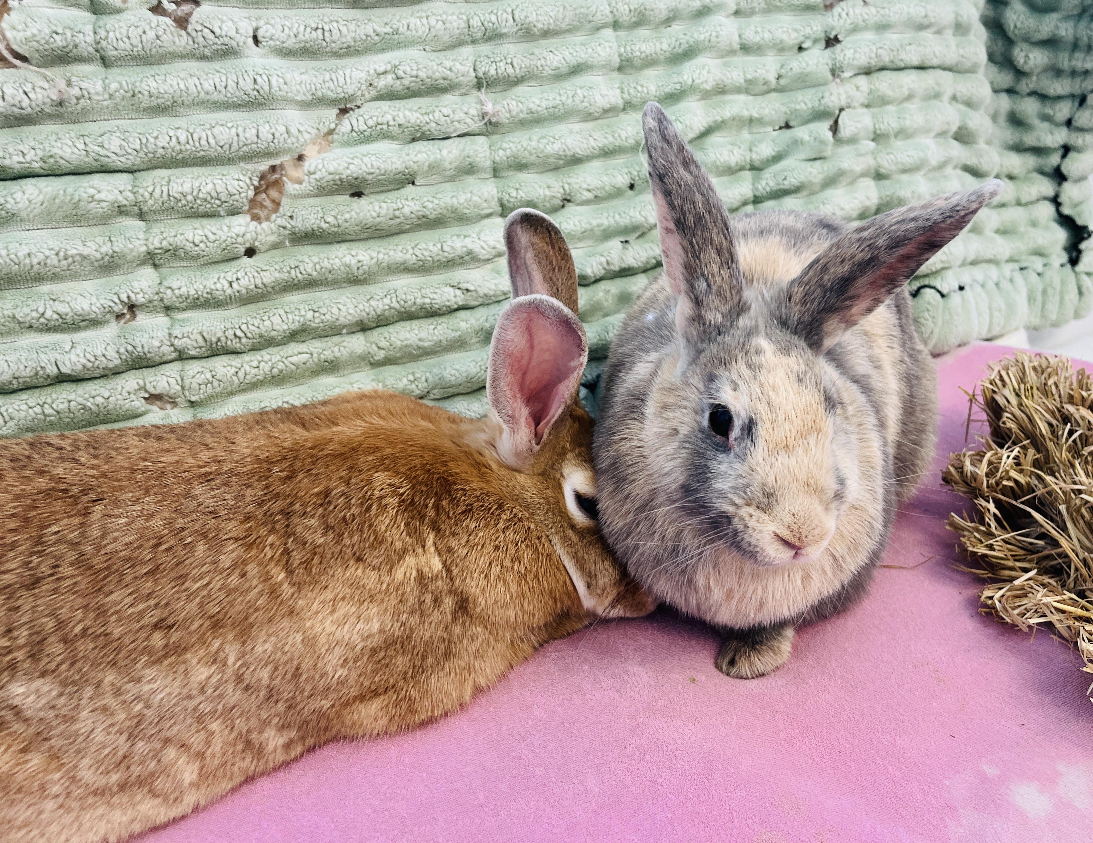 Ethel & Gertrude, a Adoptable mixed breed in Oakland, CA image 4/6
