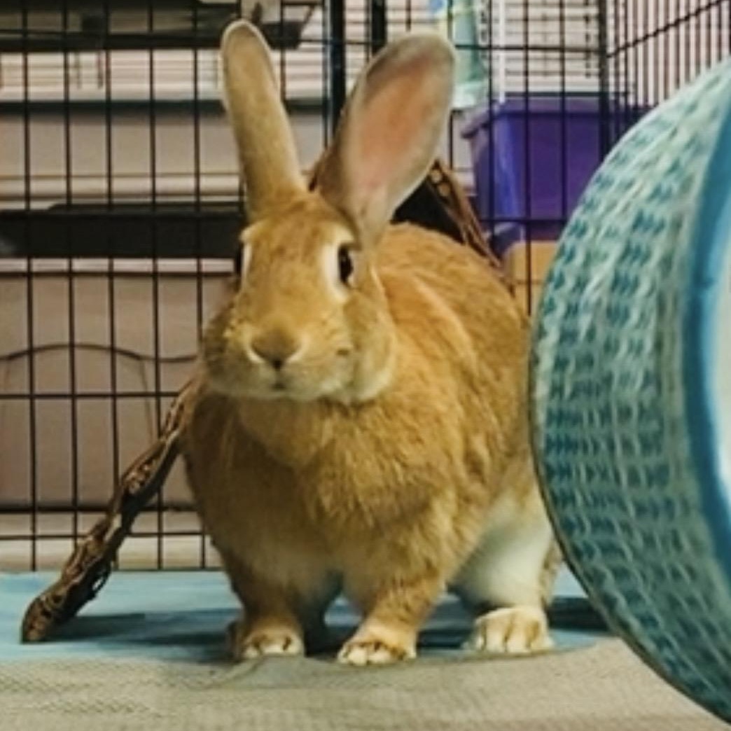 Enlarge Ethel & Gertrude, a Adoptable mixed breed in Oakland, CA image 5/6
