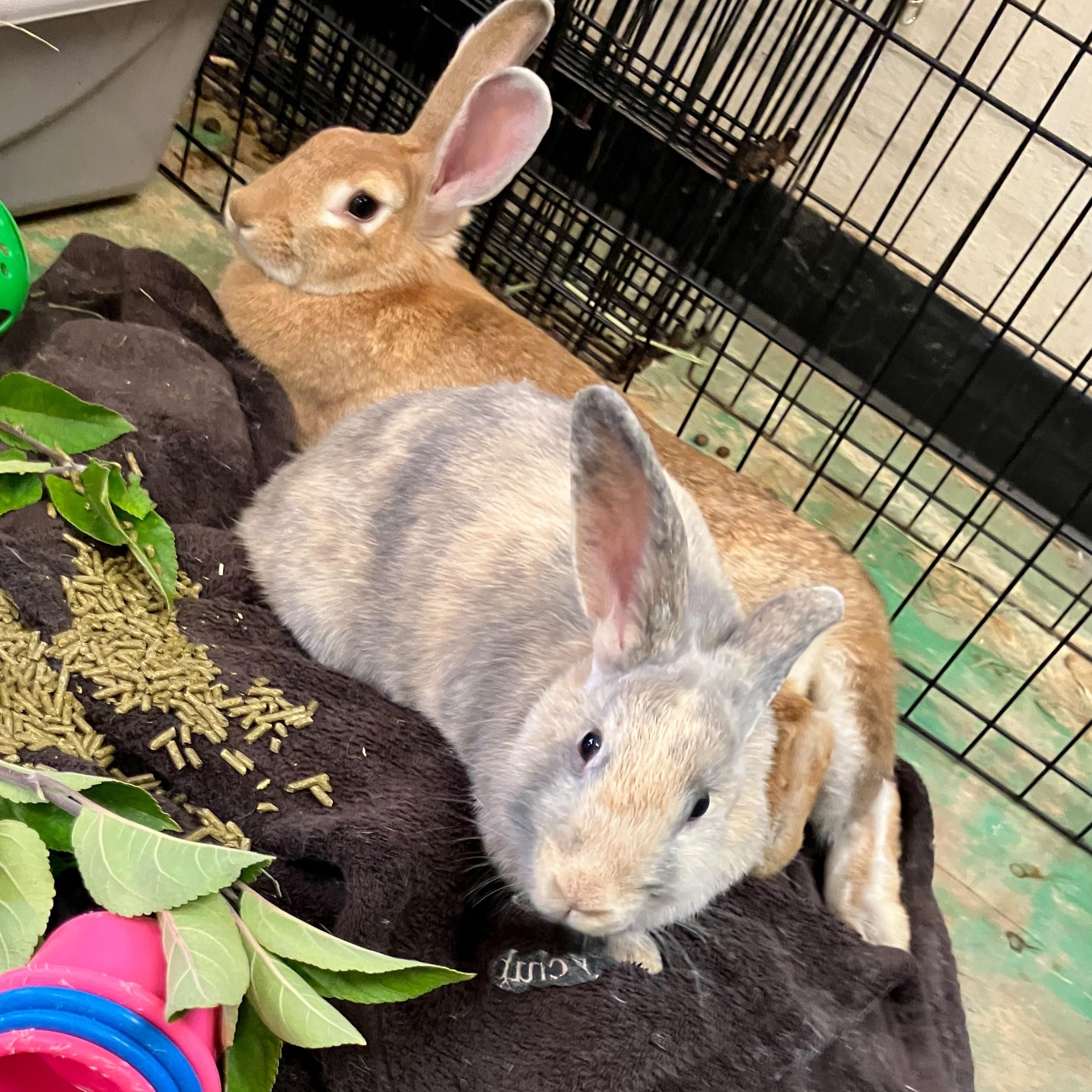Ethel & Gertrude, a Adoptable mixed breed in Oakland, CA image 2/6