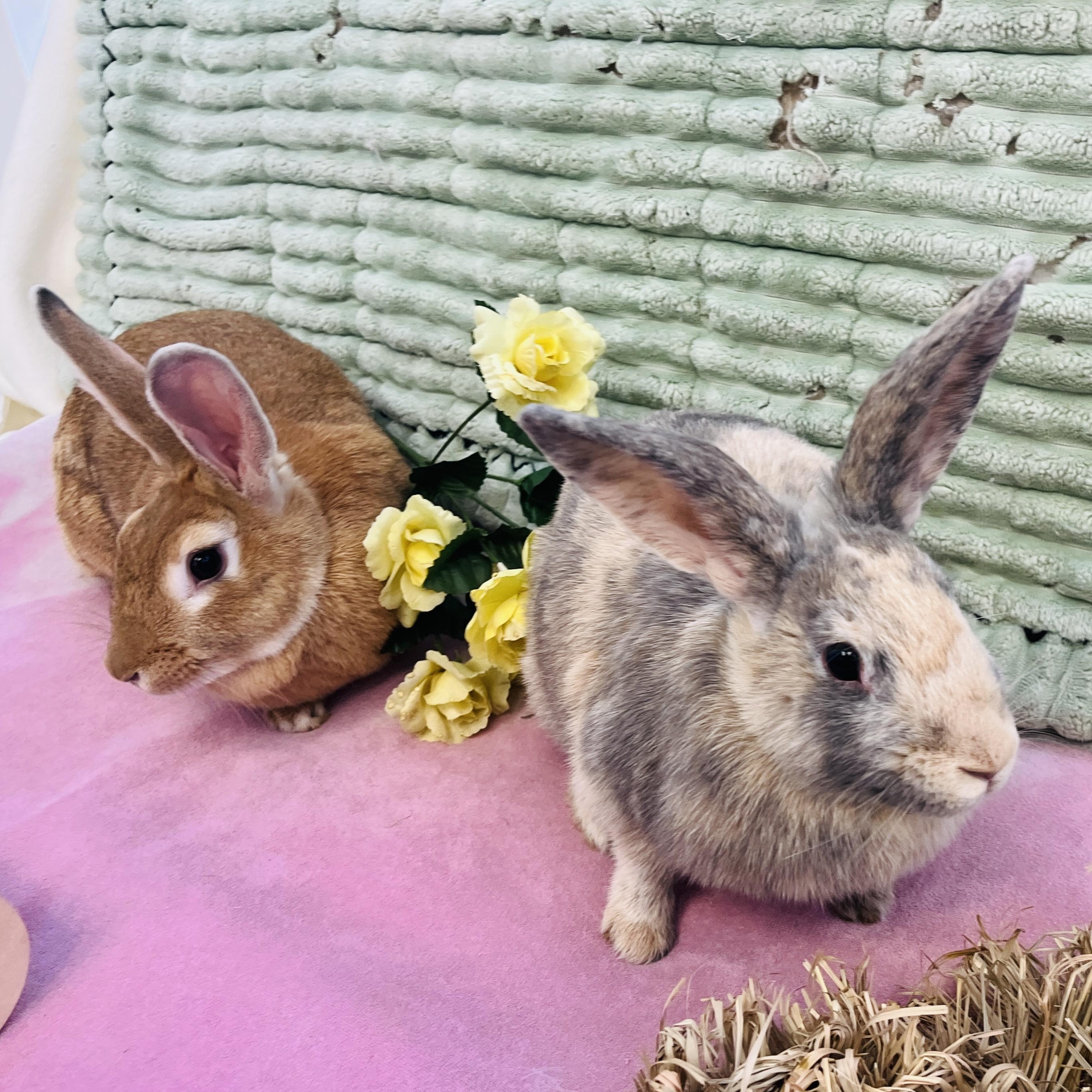 Ethel & Gertrude, a Adoptable mixed breed in Oakland, CA image 3/6